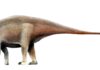Operários abriam terreno para uma ferrovia no Maranhão e acharam ossos gigantes: eram de uma espécie nova de dinossauro de 20 metros, parente de um gigante da Espanha Operários abriam terreno para uma ferrovia no Maranhão e acharam ossos gigantes: eram de um dinossauro de até 23 metros, o maior já encontrado no estado