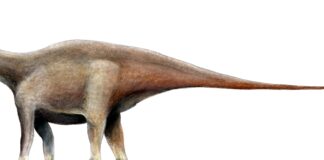 Operários abriam terreno para uma ferrovia no Maranhão e acharam ossos gigantes: eram de uma espécie nova de dinossauro de 20 metros, parente de um gigante da Espanha Operários abriam terreno para uma ferrovia no Maranhão e acharam ossos gigantes: eram de um dinossauro de até 23 metros, o maior já encontrado no estado