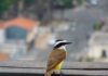 Cidades tropicais perdem 42% das espécies de aves em relação à natureza ao redor, quase quatro vezes mais que as cidades frias, mostra mapa com 10 mil espécies Cidades tropicais perdem 42% das espécies de aves em relação à natureza ao redor, quase quatro vezes mais que as cidades frias, mostra mapa com 10 mil espécies