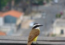 Cidades tropicais perdem 42% das espécies de aves em relação à natureza ao redor, quase quatro vezes mais que as cidades frias, mostra mapa com 10 mil espécies Cidades tropicais perdem 42% das espécies de aves em relação à natureza ao redor, quase quatro vezes mais que as cidades frias, mostra mapa com 10 mil espécies