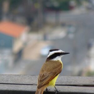 Cidades tropicais perdem 42% das espécies de aves em relação à natureza ao redor, quase quatro vezes mais que as cidades frias, mostra mapa com 10 mil espécies Cidades tropicais perdem 42% das espécies de aves em relação à natureza ao redor, quase quatro vezes mais que as cidades frias, mostra mapa com 10 mil espécies