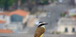 Cidades tropicais perdem 42% das espécies de aves em relação à natureza ao redor, quase quatro vezes mais que as cidades frias, mostra mapa com 10 mil espécies Cidades tropicais perdem 42% das espécies de aves em relação à natureza ao redor, quase quatro vezes mais que as cidades frias, mostra mapa com 10 mil espécies