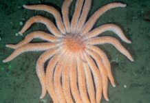 Estrela-do-mar de até 24 braços quase sumiu do Pacífico e levou junto as florestas de algas; agora mergulhadores a soltam de volta para comer ouriços Estrela-do-mar de até 24 braços quase sumiu do Pacífico e levou junto as florestas de algas; agora mergulhadores a soltam de volta para comer ouriços
