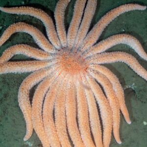 Estrela-do-mar de até 24 braços quase sumiu do Pacífico e levou junto as florestas de algas; agora mergulhadores a soltam de volta para comer ouriços Estrela-do-mar de até 24 braços quase sumiu do Pacífico e levou junto as florestas de algas; agora mergulhadores a soltam de volta para comer ouriços