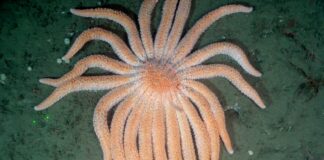 Estrela-do-mar de até 24 braços quase sumiu do Pacífico e levou junto as florestas de algas; agora mergulhadores a soltam de volta para comer ouriços Estrela-do-mar de até 24 braços quase sumiu do Pacífico e levou junto as florestas de algas; agora mergulhadores a soltam de volta para comer ouriços