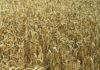 Fungo que nasceu como praga no Paraná em 1985 hoje ameaça trigo e arroz em três continentes; cientistas reprogramam a imunidade das plantas para enfrentá-lo Fungo que nasceu como praga no Paraná em 1985 hoje ameaça trigo e arroz em três continentes; cientistas reprogramam a imunidade das plantas para enfrentá-lo