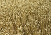 Fungo que nasceu como praga no Paraná em 1985 hoje ameaça trigo e arroz em três continentes; cientistas reprogramam a imunidade das plantas para enfrentá-lo Fungo que nasceu como praga no Paraná em 1985 hoje ameaça trigo e arroz em três continentes; cientistas reprogramam a imunidade das plantas para enfrentá-lo