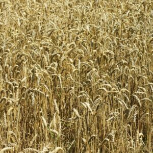 Fungo que nasceu como praga no Paraná em 1985 hoje ameaça trigo e arroz em três continentes; cientistas reprogramam a imunidade das plantas para enfrentá-lo Fungo que nasceu como praga no Paraná em 1985 hoje ameaça trigo e arroz em três continentes; cientistas reprogramam a imunidade das plantas para enfrentá-lo