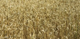 Fungo que nasceu como praga no Paraná em 1985 hoje ameaça trigo e arroz em três continentes; cientistas reprogramam a imunidade das plantas para enfrentá-lo Fungo que nasceu como praga no Paraná em 1985 hoje ameaça trigo e arroz em três continentes; cientistas reprogramam a imunidade das plantas para enfrentá-lo