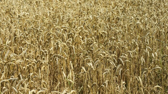 Fungo que nasceu como praga no Paraná em 1985 hoje ameaça trigo e arroz em três continentes; cientistas reprogramam a imunidade das plantas para enfrentá-lo Fungo que nasceu como praga no Paraná em 1985 hoje ameaça trigo e arroz em três continentes; cientistas reprogramam a imunidade das plantas para enfrentá-lo