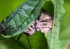 Morcego do tamanho de um beija-flor, com 8 gramas, passou quase 60 anos confundido com outra espécie até cientistas brasileiros perceberem a diferença Morcego do tamanho de um beija-flor, com 8 gramas, passou quase 60 anos confundido com outra espécie até cientistas brasileiros perceberem a diferença