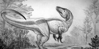 Fóssil esquecido 100 anos numa gaveta de museu era um predador com garras de até 20 cm; para humanos, ele seria mais perigoso que um T. rex Fóssil esquecido 100 anos numa gaveta de museu era um predador com garras de até 20 cm; para humanos, ele seria mais perigoso que um T. rex