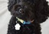 Seu cachorro associa sons a formas como você: em teste com 70 cães, eles olharam para a figura redonda ao ouvir bouba e para a pontuda ao ouvir kiki Seu cachorro associa sons a formas como você: em teste com 70 cães, eles olharam para a figura redonda ao ouvir bouba e para a pontuda ao ouvir kiki