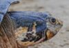 Mais de 80 mil filhotes de tartaruga-da-amazônia nasceram numa só temporada no rio Trombetas, no Pará, dez vezes mais que em 2023 Mais de 80 mil filhotes de tartaruga-da-amazônia nasceram numa só temporada no rio Trombetas, no Pará, dez vezes mais que em 2023
