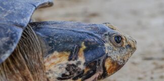 Mais de 80 mil filhotes de tartaruga-da-amazônia nasceram numa só temporada no rio Trombetas, no Pará, dez vezes mais que em 2023 Mais de 80 mil filhotes de tartaruga-da-amazônia nasceram numa só temporada no rio Trombetas, no Pará, dez vezes mais que em 2023