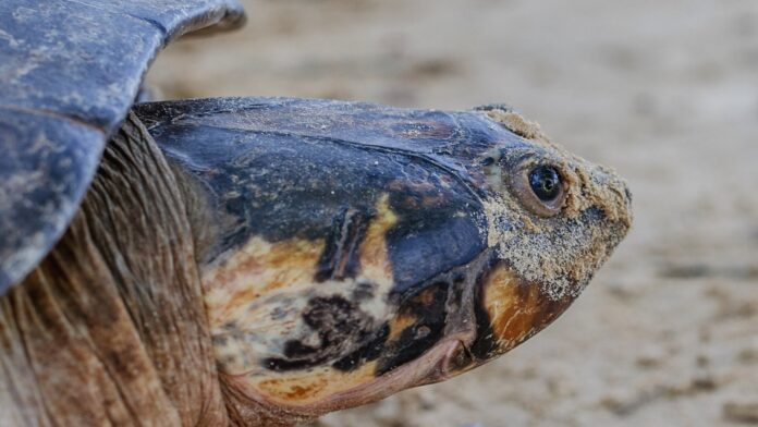 Mais de 80 mil filhotes de tartaruga-da-amazônia nasceram numa só temporada no rio Trombetas, no Pará, dez vezes mais que em 2023 Mais de 80 mil filhotes de tartaruga-da-amazônia nasceram numa só temporada no rio Trombetas, no Pará, dez vezes mais que em 2023