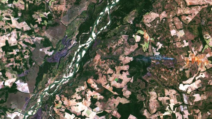 Peixes do Araguaia têm mercúrio em níveis próximos aos do Madeira, mesmo sem tanto garimpo; estudo aponta desmatamento e queimadas como suspeitos Peixes do Araguaia têm mercúrio em níveis próximos aos do Madeira, mesmo sem tanto garimpo; estudo aponta desmatamento e queimadas como suspeitos