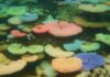 Coral branqueado que encostou num pedaço saudável da mesma colônia recuperou a cor em quatro semanas; os que ficaram a meio centímetro de distância morreram Coral branqueado que encostou num pedaço saudável da mesma colônia recuperou a cor em quatro semanas; os que ficaram a meio centímetro de distância morreram