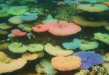 Coral branqueado que encostou num pedaço saudável da mesma colônia recuperou a cor em quatro semanas; os que ficaram a meio centímetro de distância morreram Coral branqueado que encostou num pedaço saudável da mesma colônia recuperou a cor em quatro semanas; os que ficaram a meio centímetro de distância morreram