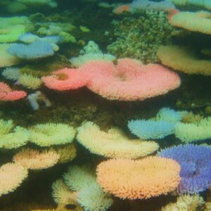 Coral branqueado que encostou num pedaço saudável da mesma colônia recuperou a cor em quatro semanas; os que ficaram a meio centímetro de distância morreram Coral branqueado que encostou num pedaço saudável da mesma colônia recuperou a cor em quatro semanas; os que ficaram a meio centímetro de distância morreram