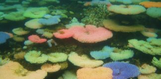 Coral branqueado que encostou num pedaço saudável da mesma colônia recuperou a cor em quatro semanas; os que ficaram a meio centímetro de distância morreram Coral branqueado que encostou num pedaço saudável da mesma colônia recuperou a cor em quatro semanas; os que ficaram a meio centímetro de distância morreram
