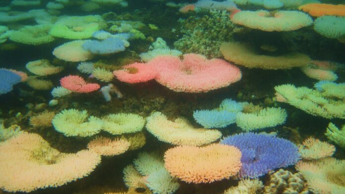 Coral branqueado que encostou num pedaço saudável da mesma colônia recuperou a cor em quatro semanas; os que ficaram a meio centímetro de distância morreram Coral branqueado que encostou num pedaço saudável da mesma colônia recuperou a cor em quatro semanas; os que ficaram a meio centímetro de distância morreram