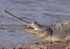Crocodiliano de 45 milhões de anos foi achado na mesma rocha usada para esculpir a Esfinge do Egito, e também perdeu a ponta do nariz Crocodiliano de 45 milhões de anos foi achado na mesma rocha usada para esculpir a Esfinge do Egito, e também perdeu a ponta do nariz
