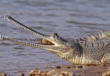 Crocodiliano de 45 milhões de anos foi achado na mesma rocha usada para esculpir a Esfinge do Egito, e também perdeu a ponta do nariz Crocodiliano de 45 milhões de anos foi achado na mesma rocha usada para esculpir a Esfinge do Egito, e também perdeu a ponta do nariz