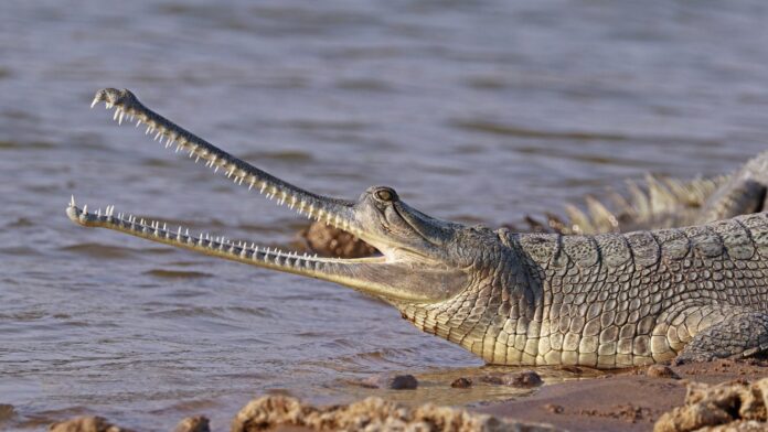 Crocodiliano de 45 milhões de anos foi achado na mesma rocha usada para esculpir a Esfinge do Egito, e também perdeu a ponta do nariz Crocodiliano de 45 milhões de anos foi achado na mesma rocha usada para esculpir a Esfinge do Egito, e também perdeu a ponta do nariz