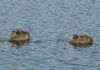 Capivaras ficaram verdes num lago da Argentina e as fotos assustaram: a cor vinha de uma floração de cianobactérias que também ameaça represas brasileiras Capivaras ficaram verdes num lago da Argentina e as fotos assustaram: a cor vinha de uma floração de cianobactérias que também ameaça represas brasileiras