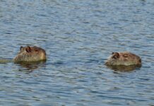 Capivaras ficaram verdes num lago da Argentina e as fotos assustaram: a cor vinha de uma floração de cianobactérias que também ameaça represas brasileiras Capivaras ficaram verdes num lago da Argentina e as fotos assustaram: a cor vinha de uma floração de cianobactérias que também ameaça represas brasileiras
