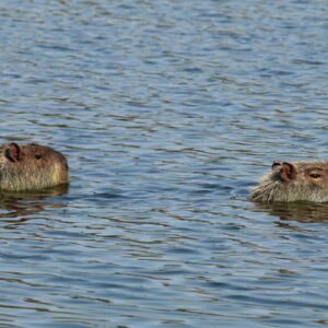 Capivaras ficaram verdes num lago da Argentina e as fotos assustaram: a cor vinha de uma floração de cianobactérias que também ameaça represas brasileiras Capivaras ficaram verdes num lago da Argentina e as fotos assustaram: a cor vinha de uma floração de cianobactérias que também ameaça represas brasileiras