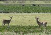 Guia com 15 anos de Pantanal nunca tinha visto nada igual: um veado-campeiro totalmente branco, que virou o fantasma dos campos alagados Guia com 15 anos de Pantanal nunca tinha visto nada igual: um veado-campeiro totalmente branco, que virou o fantasma dos campos alagados