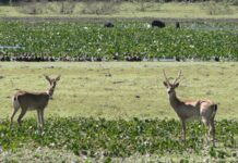 Guia com 15 anos de Pantanal nunca tinha visto nada igual: um veado-campeiro totalmente branco, que virou o fantasma dos campos alagados Guia com 15 anos de Pantanal nunca tinha visto nada igual: um veado-campeiro totalmente branco, que virou o fantasma dos campos alagados