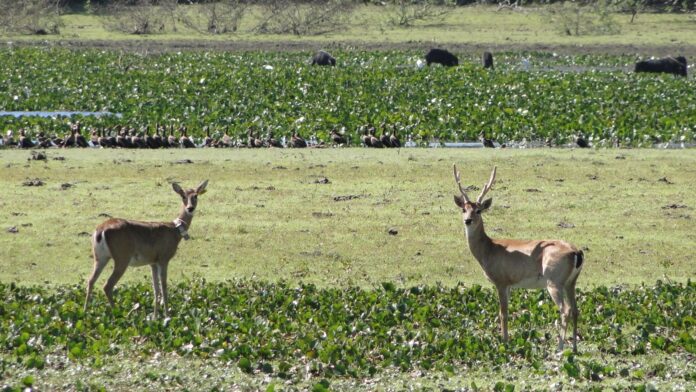 Guia com 15 anos de Pantanal nunca tinha visto nada igual: um veado-campeiro totalmente branco, que virou o fantasma dos campos alagados Guia com 15 anos de Pantanal nunca tinha visto nada igual: um veado-campeiro totalmente branco, que virou o fantasma dos campos alagados