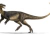 Crânio que cabe na palma da mão, apelidado de Gracinha, revelou pela primeira vez o rosto de um dos dinossauros mais antigos do mundo, achado no Rio Grande do Sul Crânio que cabe na palma da mão, apelidado de Gracinha, revelou pela primeira vez o rosto de um dos dinossauros mais antigos do mundo, achado no Rio Grande do Sul