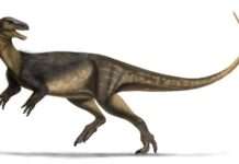 Crânio que cabe na palma da mão, apelidado de Gracinha, revelou pela primeira vez o rosto de um dos dinossauros mais antigos do mundo, achado no Rio Grande do Sul Crânio que cabe na palma da mão, apelidado de Gracinha, revelou pela primeira vez o rosto de um dos dinossauros mais antigos do mundo, achado no Rio Grande do Sul