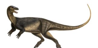Crânio que cabe na palma da mão, apelidado de Gracinha, revelou pela primeira vez o rosto de um dos dinossauros mais antigos do mundo, achado no Rio Grande do Sul Crânio que cabe na palma da mão, apelidado de Gracinha, revelou pela primeira vez o rosto de um dos dinossauros mais antigos do mundo, achado no Rio Grande do Sul