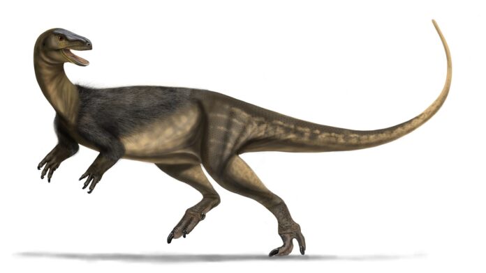 Crânio que cabe na palma da mão, apelidado de Gracinha, revelou pela primeira vez o rosto de um dos dinossauros mais antigos do mundo, achado no Rio Grande do Sul Crânio que cabe na palma da mão, apelidado de Gracinha, revelou pela primeira vez o rosto de um dos dinossauros mais antigos do mundo, achado no Rio Grande do Sul