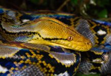 Píton de 5 metros com câncer na mandíbula foi curada com choques elétricos e quimioterapia, primeira vez que o tratamento é usado em uma cobra Píton de 5 metros com câncer na mandíbula foi curada com choques elétricos e quimioterapia, primeira vez que o tratamento é usado em uma cobra
