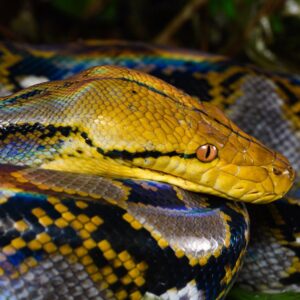 Píton de 5 metros com câncer na mandíbula foi curada com choques elétricos e quimioterapia, primeira vez que o tratamento é usado em uma cobra Píton de 5 metros com câncer na mandíbula foi curada com choques elétricos e quimioterapia, primeira vez que o tratamento é usado em uma cobra