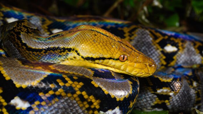 Píton de 5 metros com câncer na mandíbula foi curada com choques elétricos e quimioterapia, primeira vez que o tratamento é usado em uma cobra Píton de 5 metros com câncer na mandíbula foi curada com choques elétricos e quimioterapia, primeira vez que o tratamento é usado em uma cobra