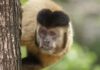 Filhote de macaco-prego todo branco aparece no Ceará, primeiro caso de leucismo registrado no gênero; achado acende alerta sobre parentes se cruzando Filhote de macaco-prego todo branco aparece no Ceará, primeiro caso de leucismo registrado no gênero; achado acende alerta sobre parentes se cruzando