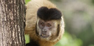 Filhote de macaco-prego todo branco aparece no Ceará, primeiro caso de leucismo registrado no gênero; achado acende alerta sobre parentes se cruzando Filhote de macaco-prego todo branco aparece no Ceará, primeiro caso de leucismo registrado no gênero; achado acende alerta sobre parentes se cruzando