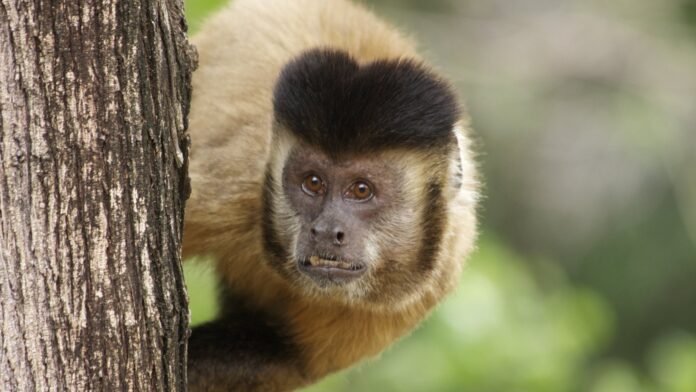 Filhote de macaco-prego todo branco aparece no Ceará, primeiro caso de leucismo registrado no gênero; achado acende alerta sobre parentes se cruzando Filhote de macaco-prego todo branco aparece no Ceará, primeiro caso de leucismo registrado no gênero; achado acende alerta sobre parentes se cruzando
