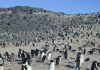 Milhares de pinguins mortos numa ilha da Antártida pareciam vítimas da gripe aviária; exames apontaram outra doença que circula ali há pelo menos 20 anos Milhares de pinguins mortos numa ilha da Antártida pareciam vítimas da gripe aviária; exames apontaram outra doença que circula ali há pelo menos 20 anos