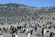 Milhares de pinguins mortos numa ilha da Antártida pareciam vítimas da gripe aviária; exames apontaram outra doença que circula ali há pelo menos 20 anos Milhares de pinguins mortos numa ilha da Antártida pareciam vítimas da gripe aviária; exames apontaram outra doença que circula ali há pelo menos 20 anos