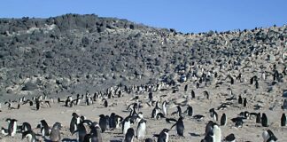Milhares de pinguins mortos numa ilha da Antártida pareciam vítimas da gripe aviária; exames apontaram outra doença que circula ali há pelo menos 20 anos Milhares de pinguins mortos numa ilha da Antártida pareciam vítimas da gripe aviária; exames apontaram outra doença que circula ali há pelo menos 20 anos