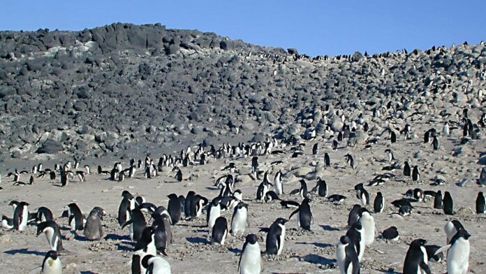 Milhares de pinguins mortos numa ilha da Antártida pareciam vítimas da gripe aviária; exames apontaram outra doença que circula ali há pelo menos 20 anos Milhares de pinguins mortos numa ilha da Antártida pareciam vítimas da gripe aviária; exames apontaram outra doença que circula ali há pelo menos 20 anos