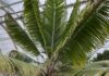 Palmeira gigante desaparecida há quase um século é reencontrada em Madagascar: são só 28 árvores, e os cientistas precisaram esperar que florescessem para ter certeza Palmeira gigante desaparecida há quase um século é reencontrada em Madagascar: são só 28 árvores, e os cientistas precisaram esperar que florescessem para ter certeza